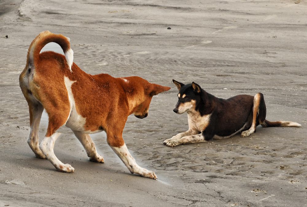 Photograph by Kaushik Dolui
