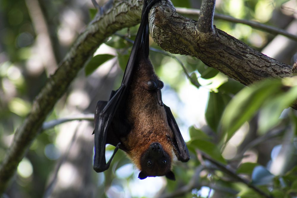 Альфа самец