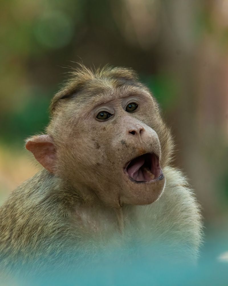 Photograph by Anandhu M