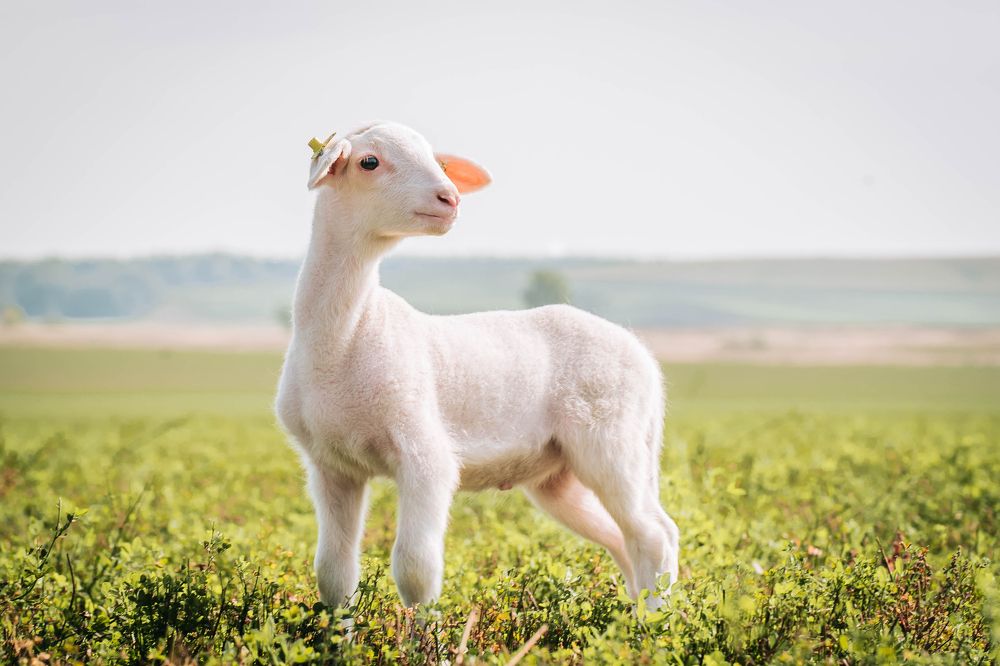 Photograph by Юлия Сухарева