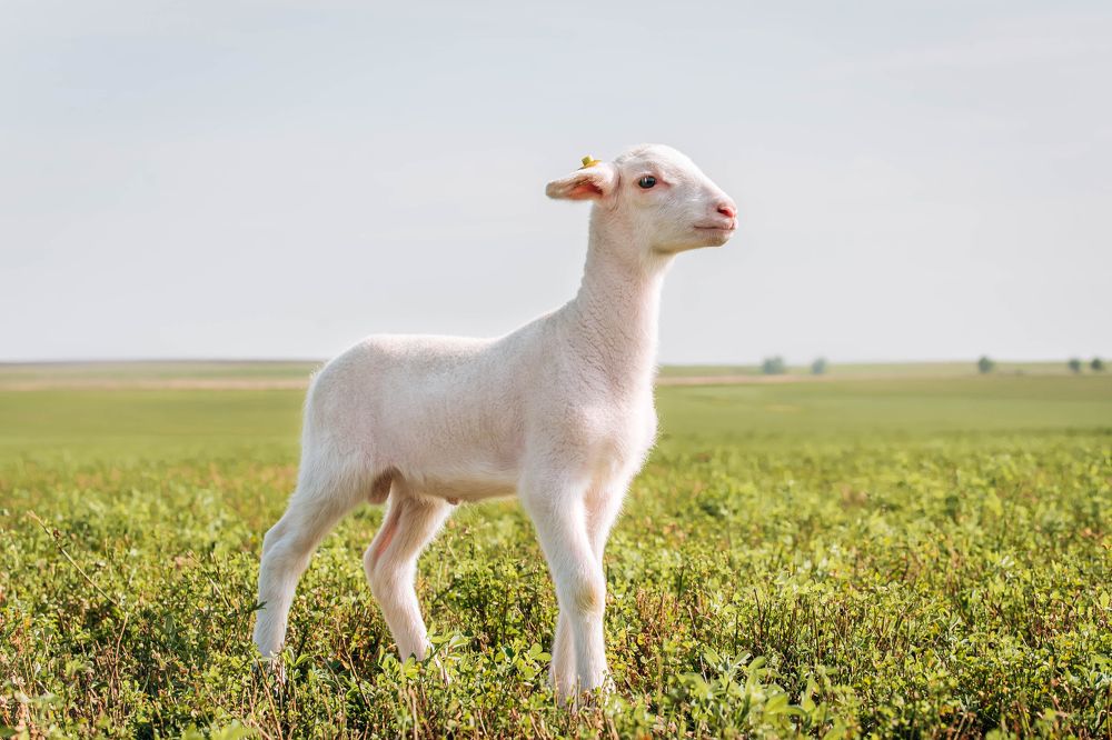 Photograph by Юлия Сухарева