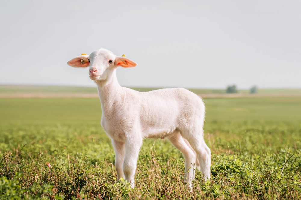 Photograph by Юлия Сухарева