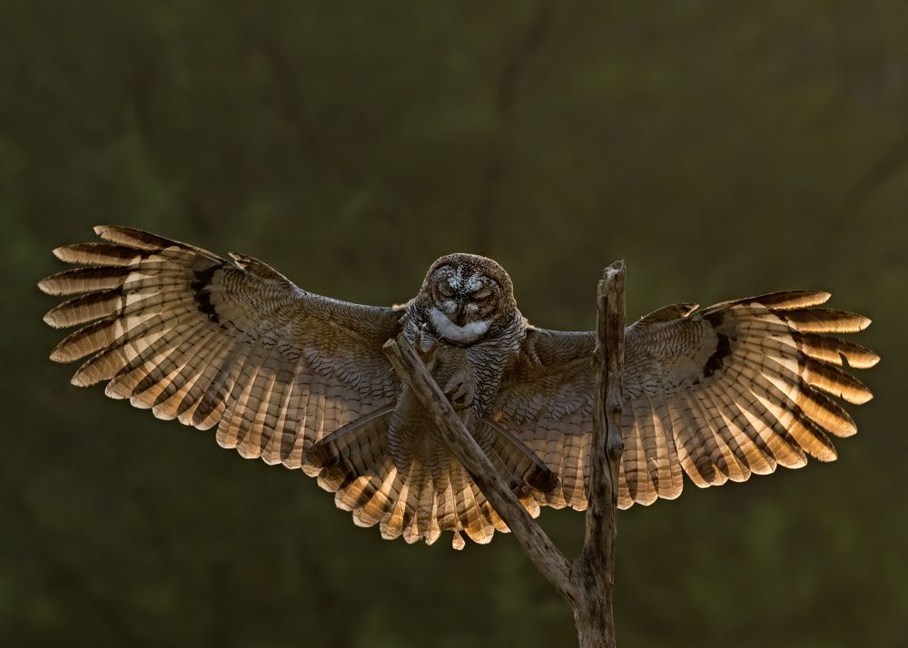 Photograph by Angshuman Mitra