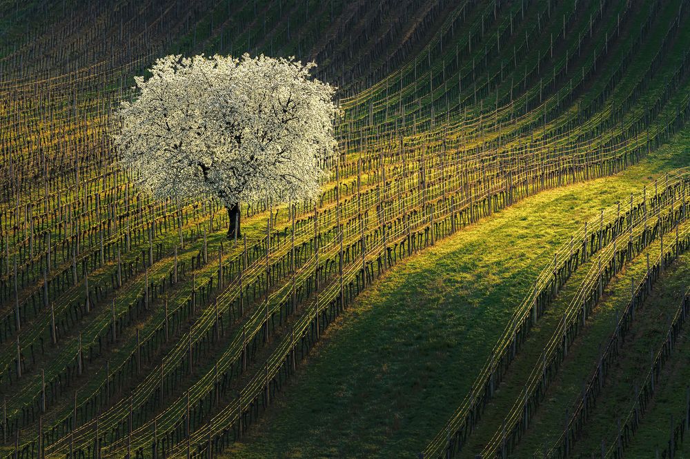 Photograph by Шимаковский Юрий