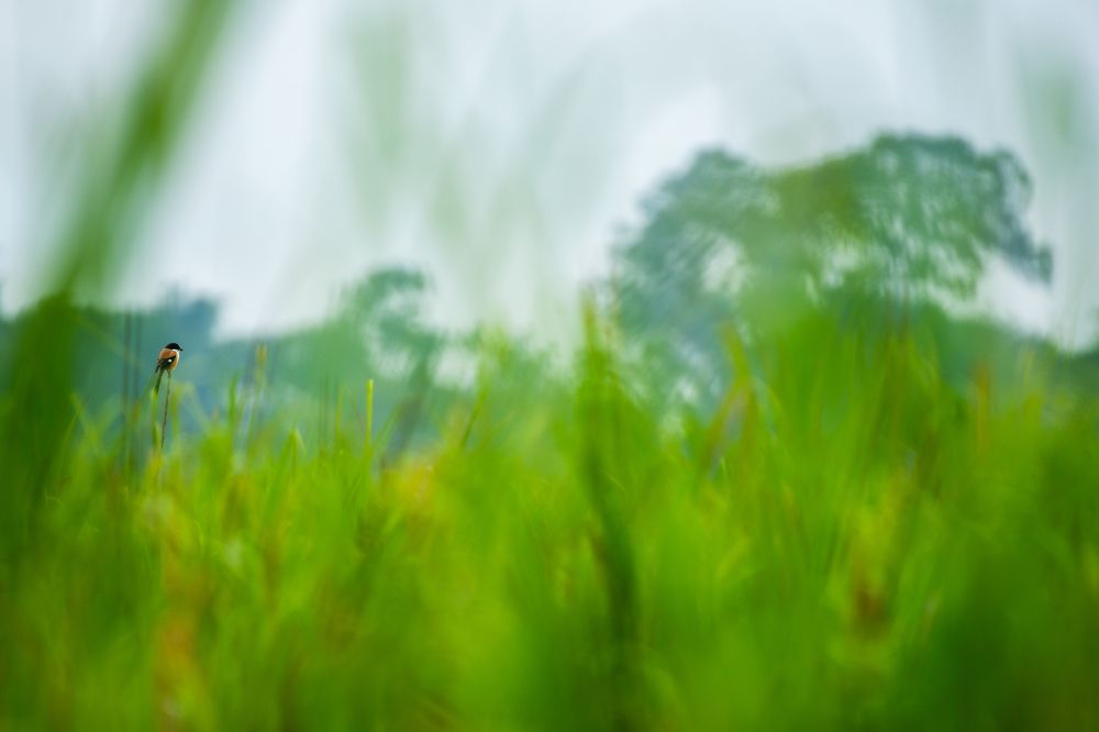 Photograph by Arnold Judson Samuel