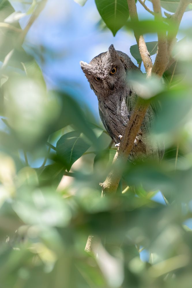 Фотография автора HITESH PATEL