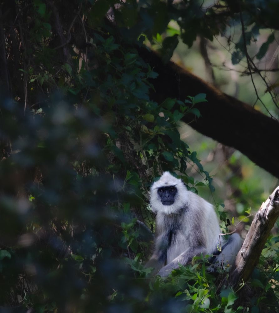 Photograph by Sarasija Ghosh