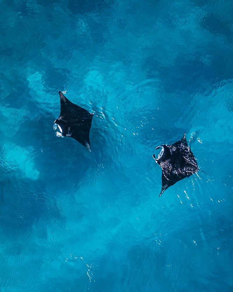 Giants of Indonesia ??