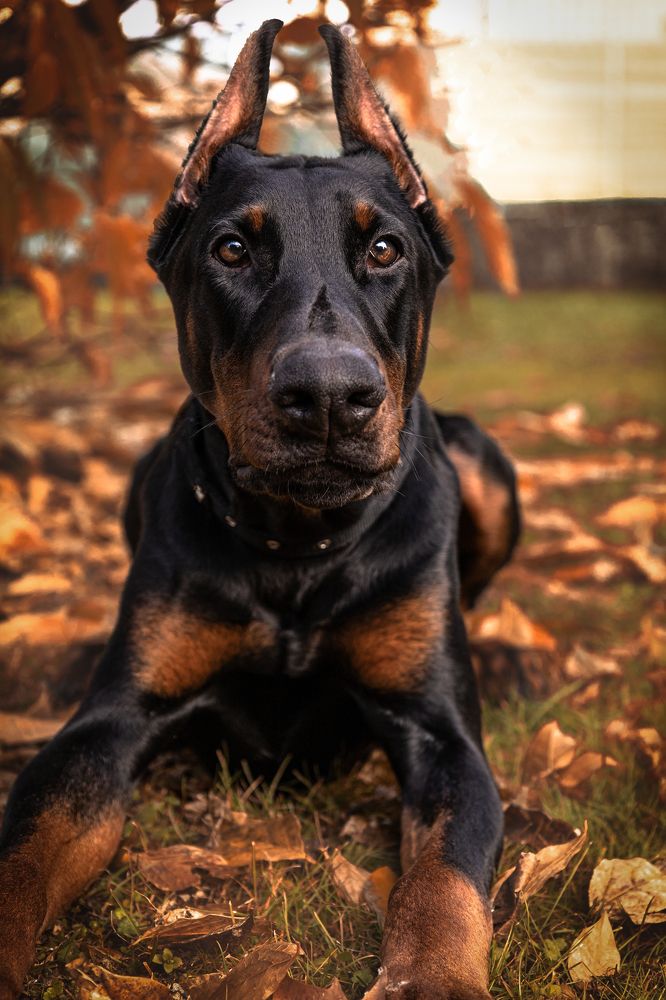 Photograph by veronica cipolla