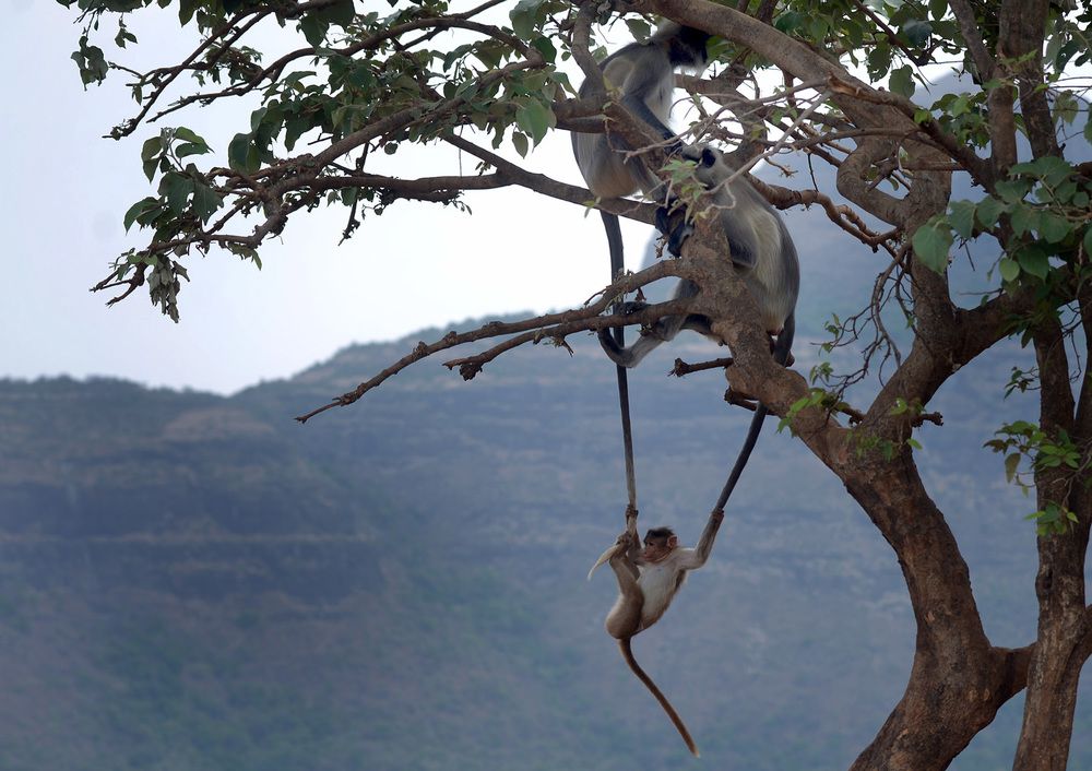 Photograph by prashant kharote