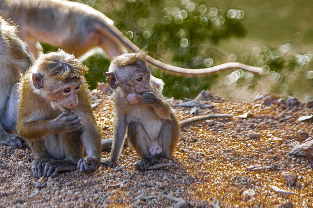 Photograph by Anantharajha Manoj