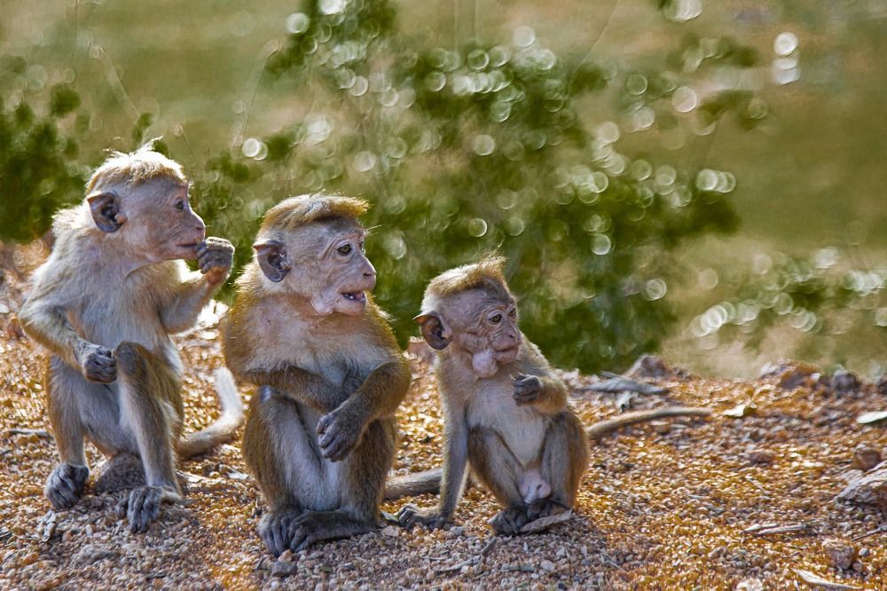 Photograph by Anantharajha Manoj