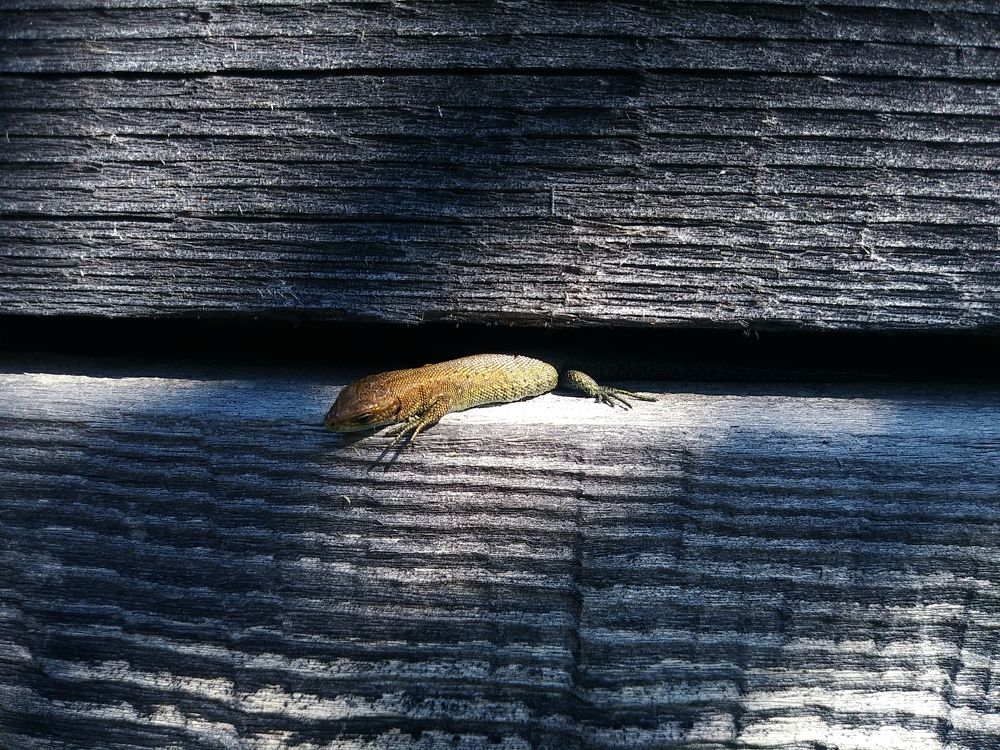 Photograph by Инна Голубева