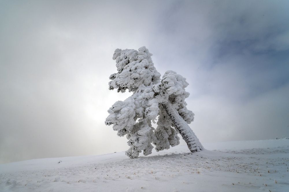 Photograph by Plamen Petkov