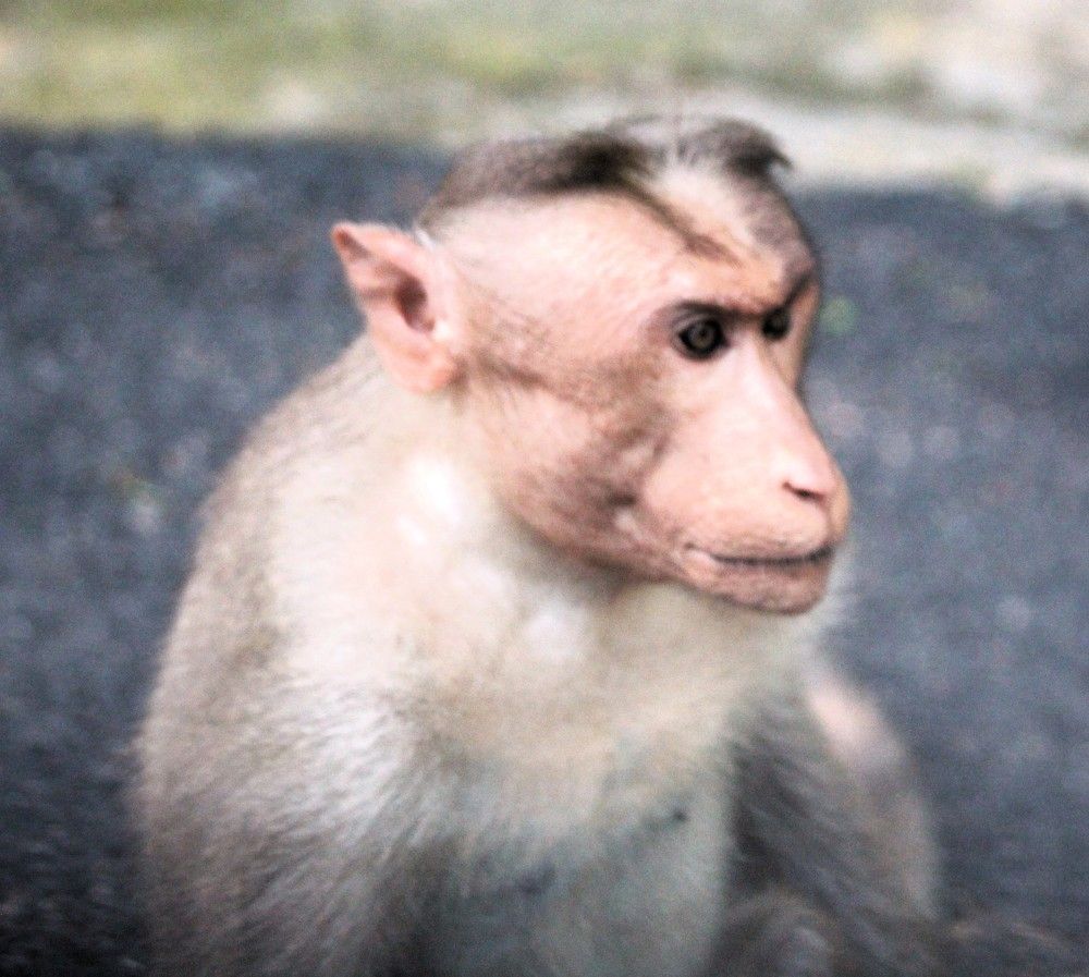 Фотография автора Nadarajan Lakshmanswamy