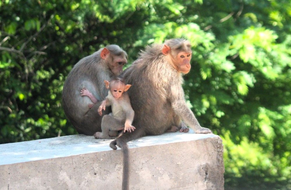 Фотография автора Nadarajan Lakshmanswamy