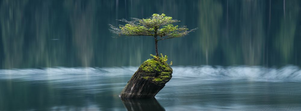 Trees in lake