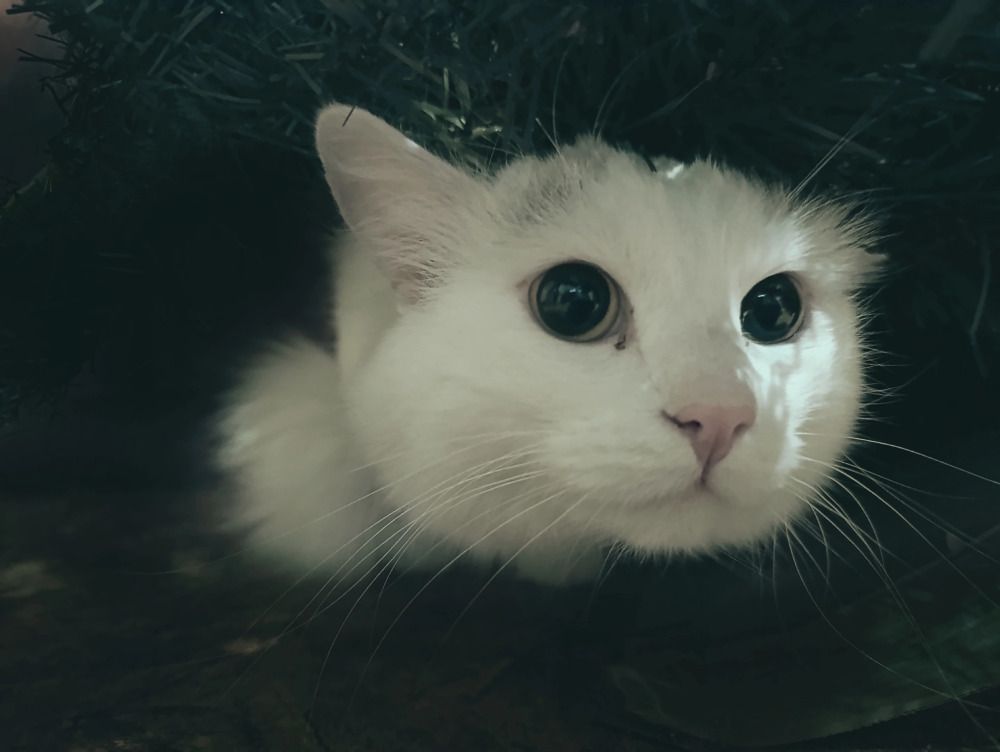 Photograph by Юлия Смирнова