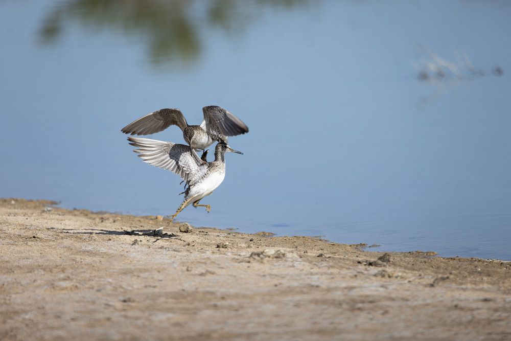 Брачный танец куликов