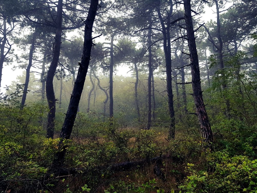 Photograph by Григорий Гуцол