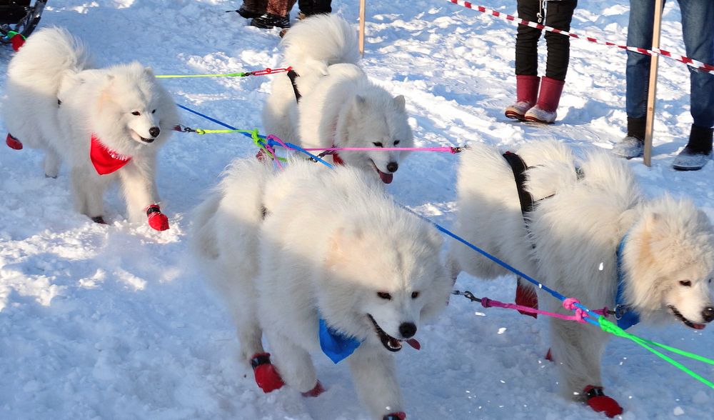 В упряжке бегут