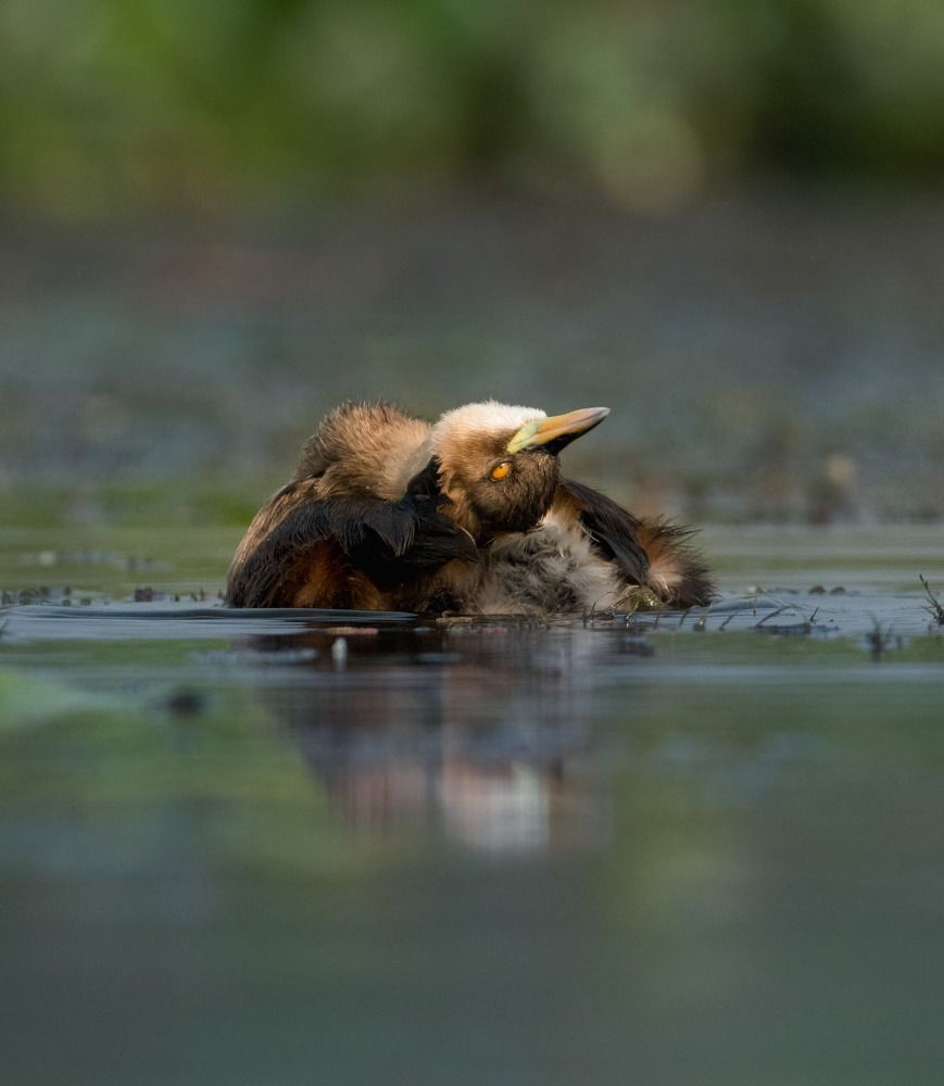 Little Grebe  is in relax mode