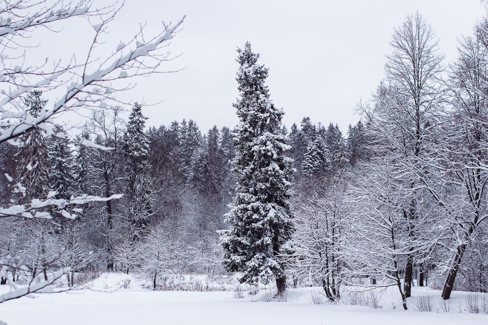 Photograph by Алина Стемковская