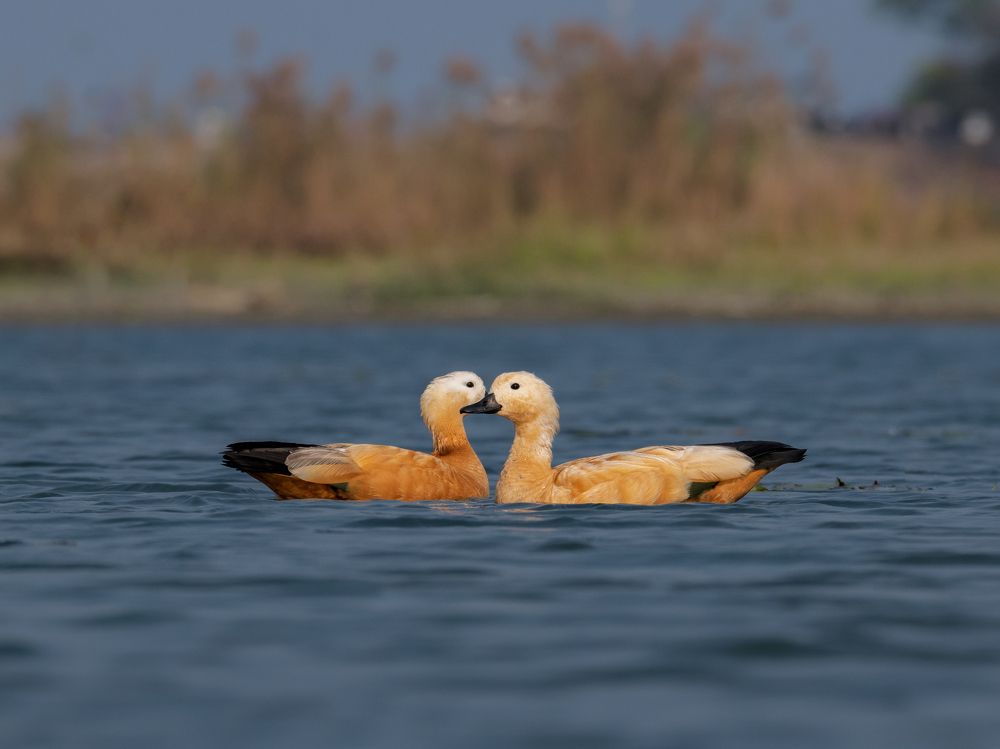 Photograph by Sagar Mondal