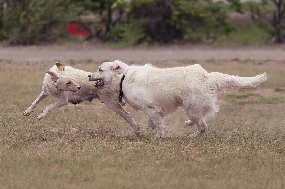 Photograph by Олег Дорошенко