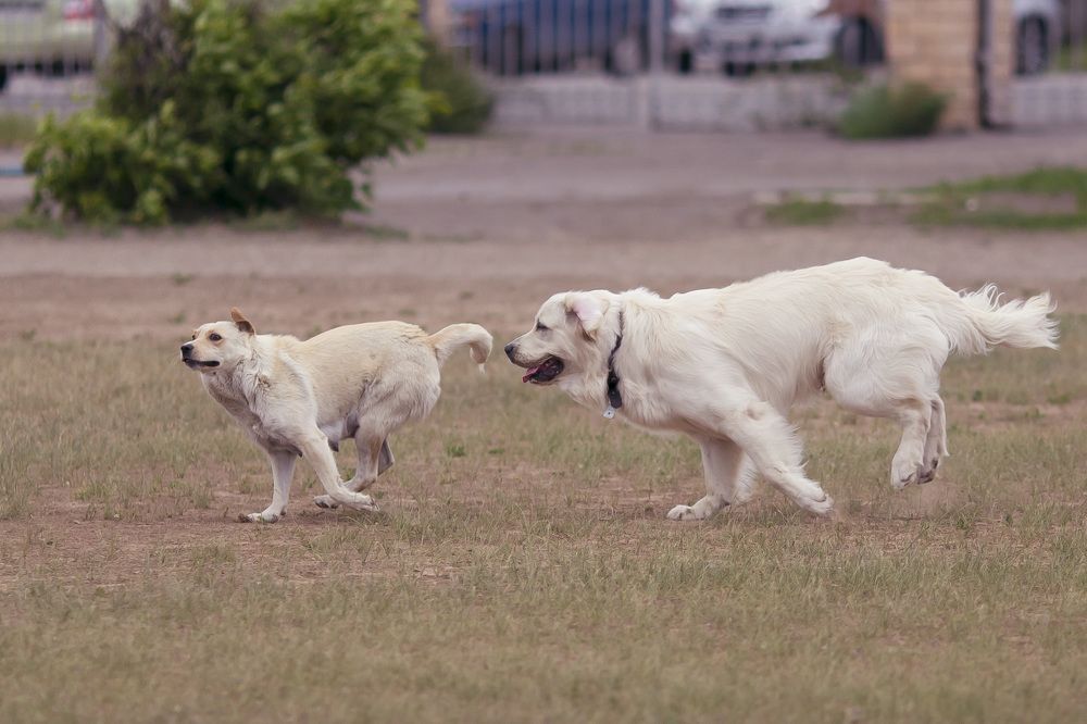 Photograph by Олег Дорошенко