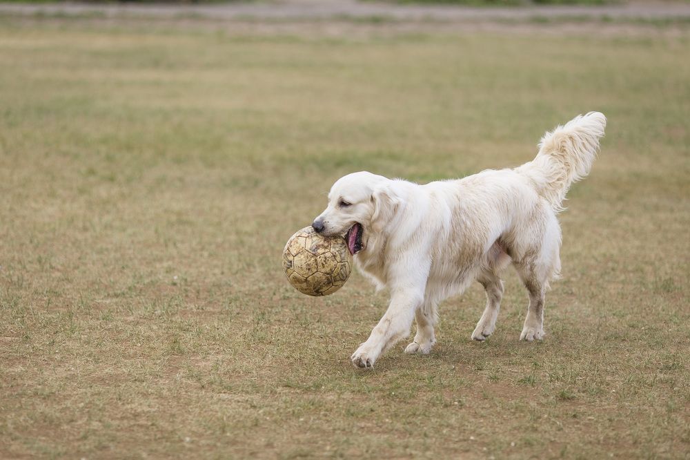 Photograph by Олег Дорошенко