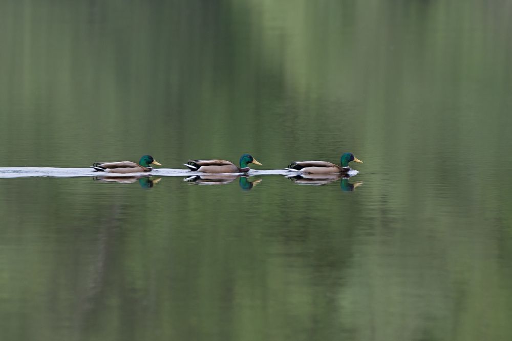 Photograph by LYUDMYLA POKRYSHEN