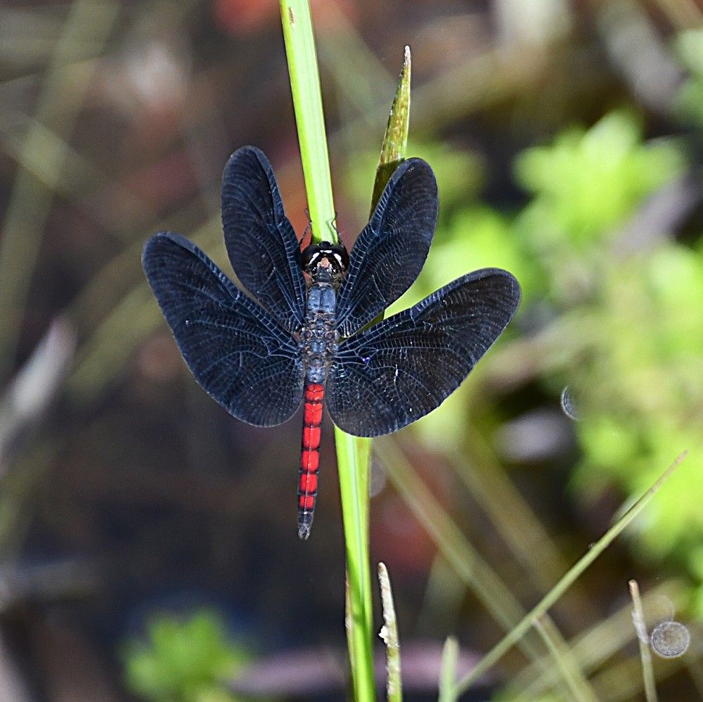 Photograph by Marzio Fattorini