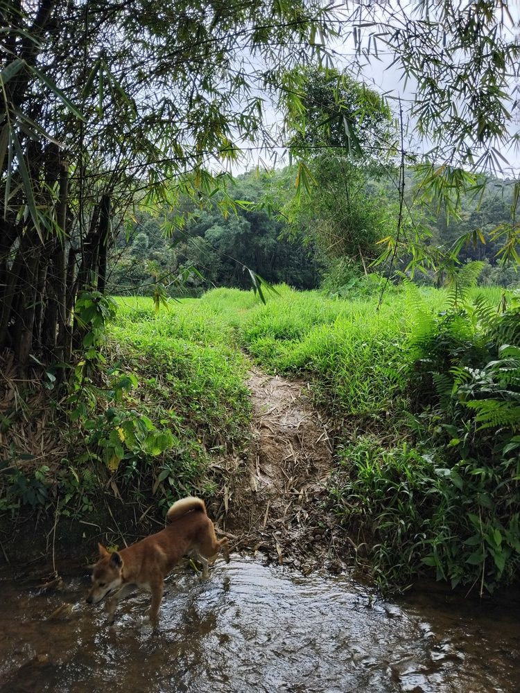 A Dog Crossing A River