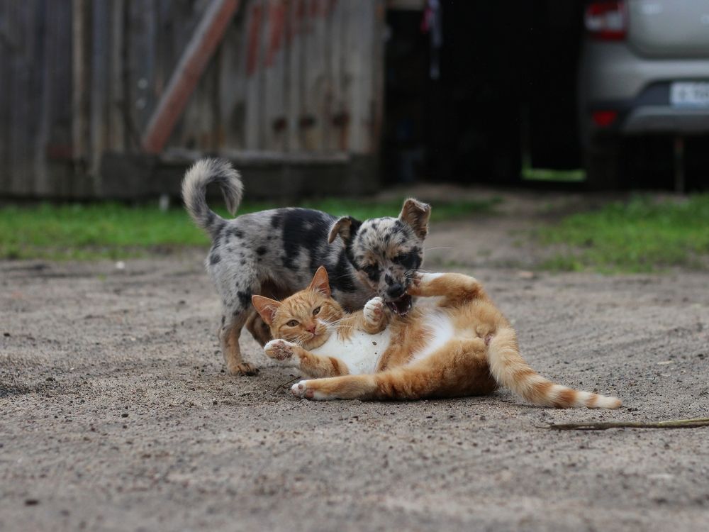 Фотография автора Андрей Шестаков