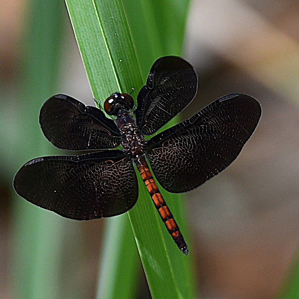 Photograph by Marzio Fattorini