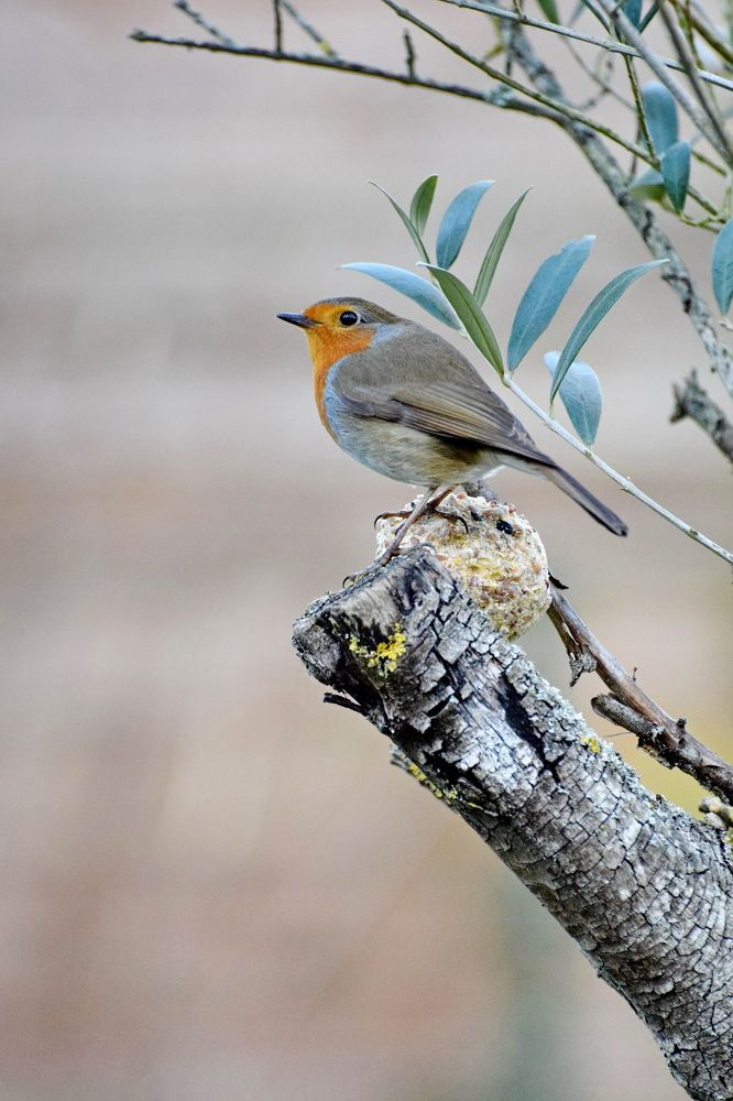 Фотография автора Regina Belomytseva-Dahan