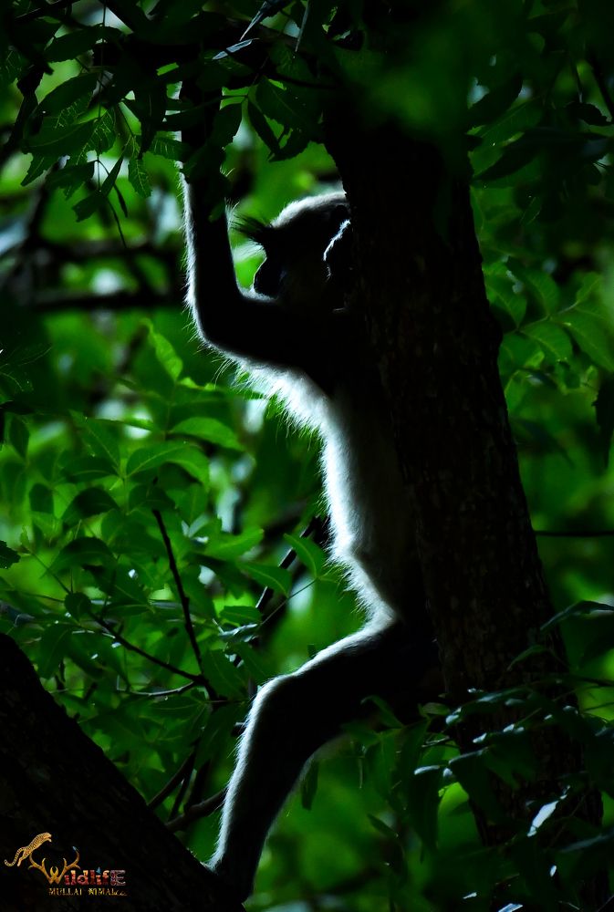 Photograph by nimalan subramaniam