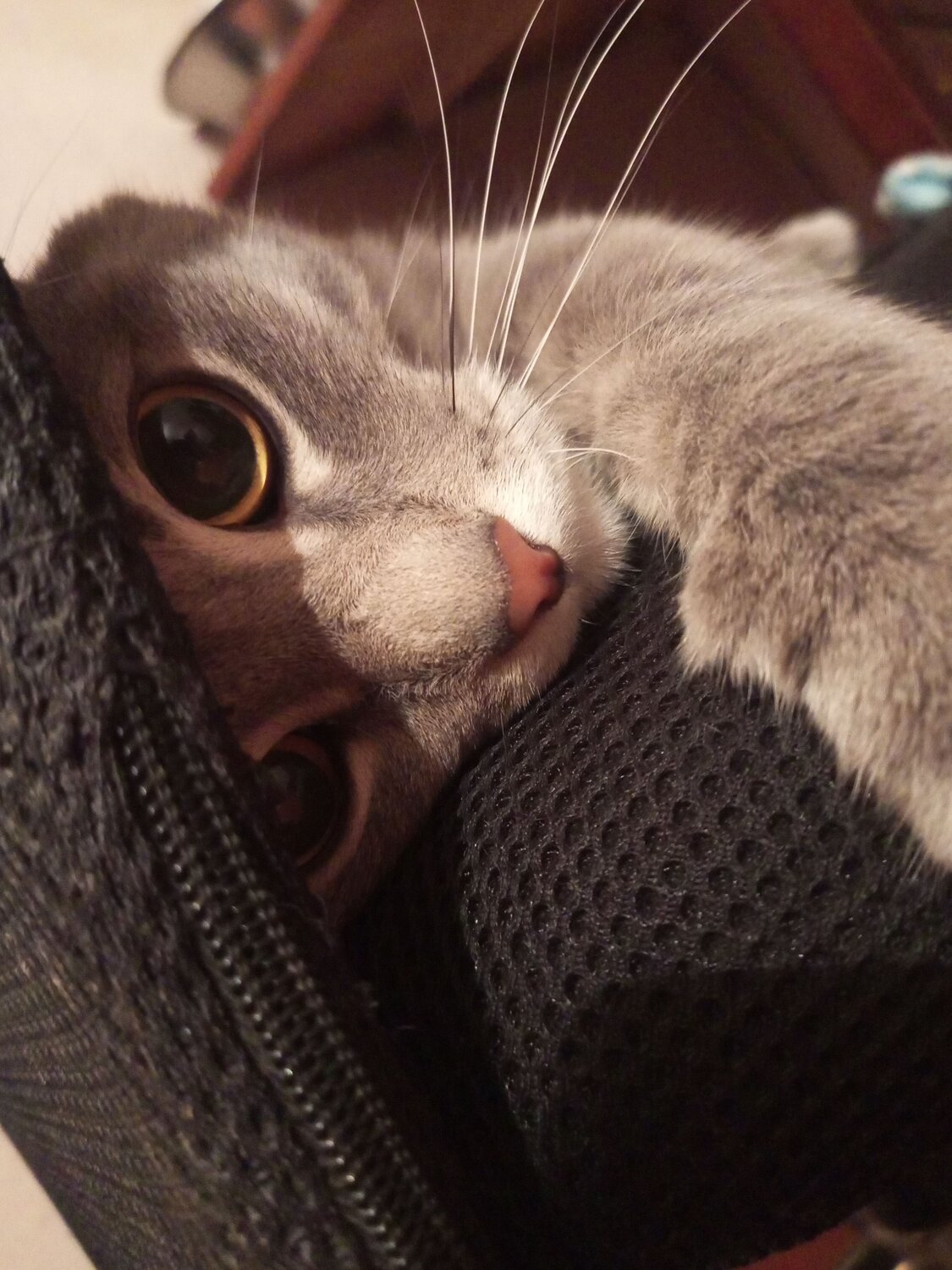 Photo #11743550