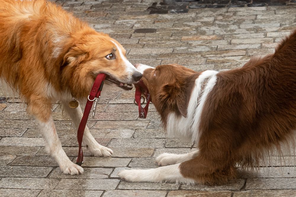 Тяни-толкай