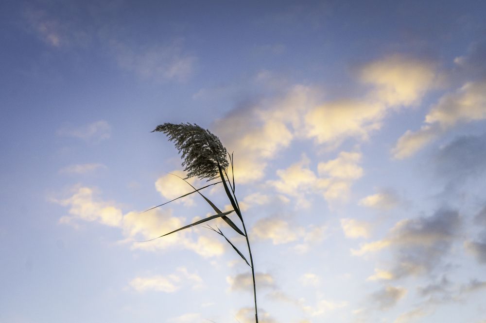 Photograph by Ali Abu Ras