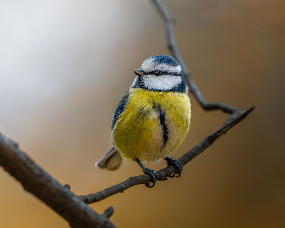 Photograph by Роман Данильчик