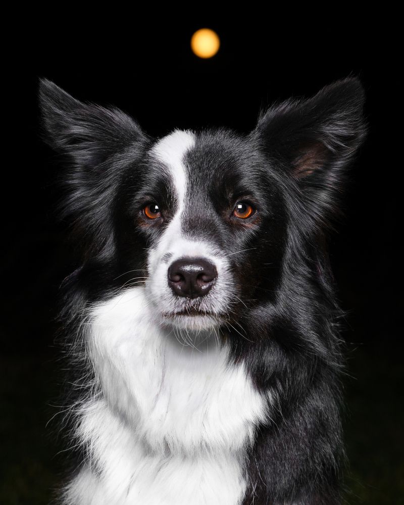 Фотография автора Nemes Laszlo