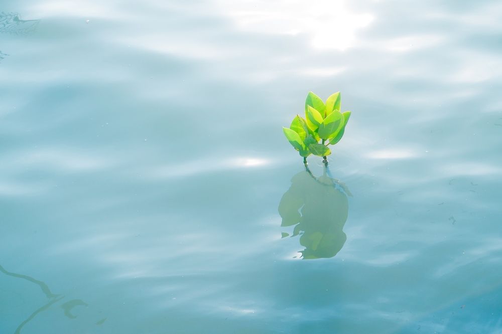Mangrove Trees