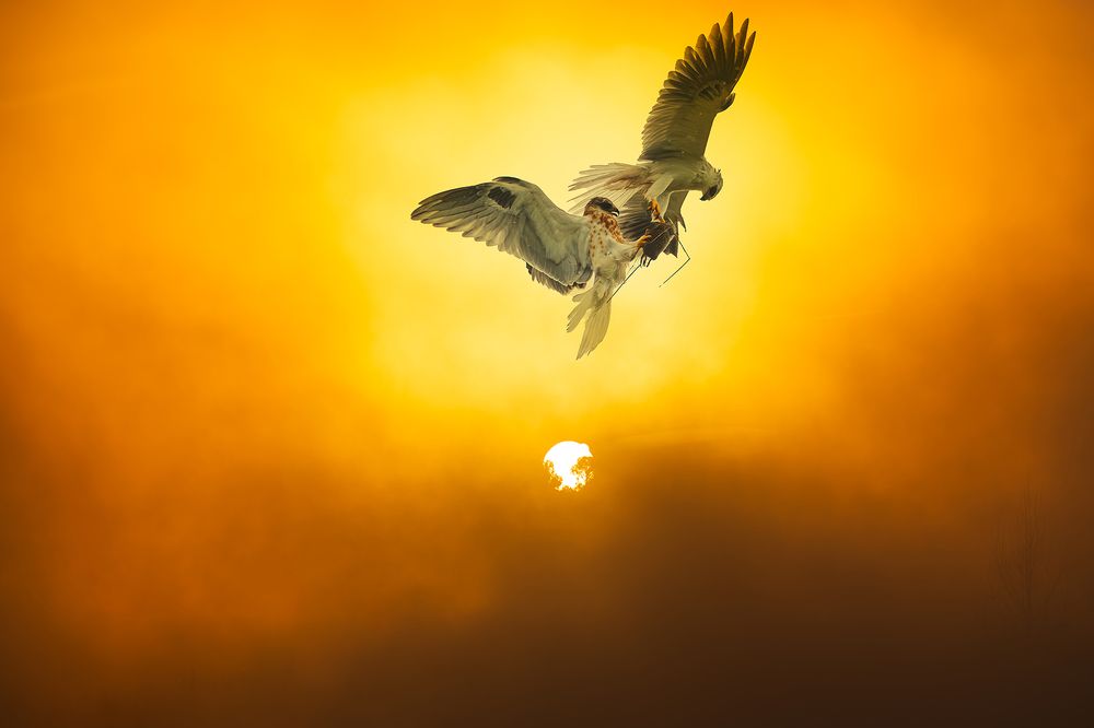 Photograph by RyanCarterMedia