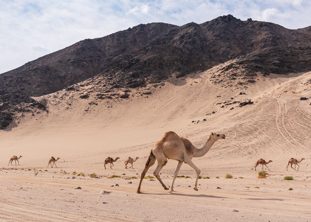 Photograph by nagla sobhy