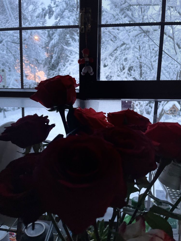 Зимние розы