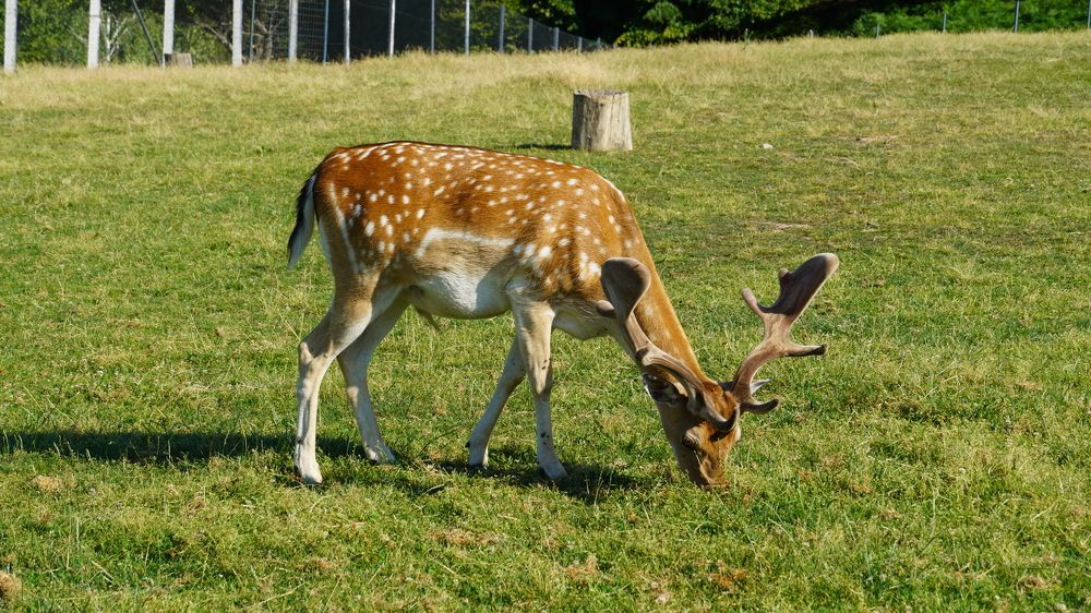 The Fallow Deer - Dama dama