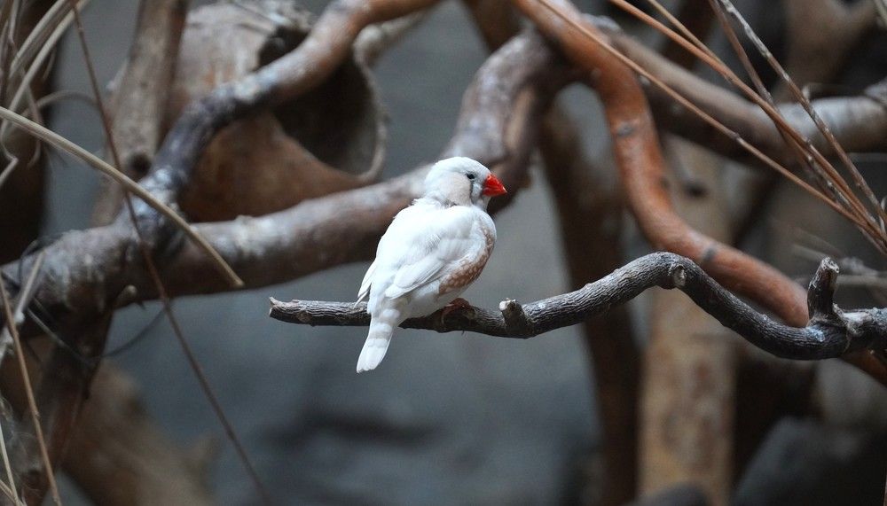 Small white bird - Taeniopygia guttata