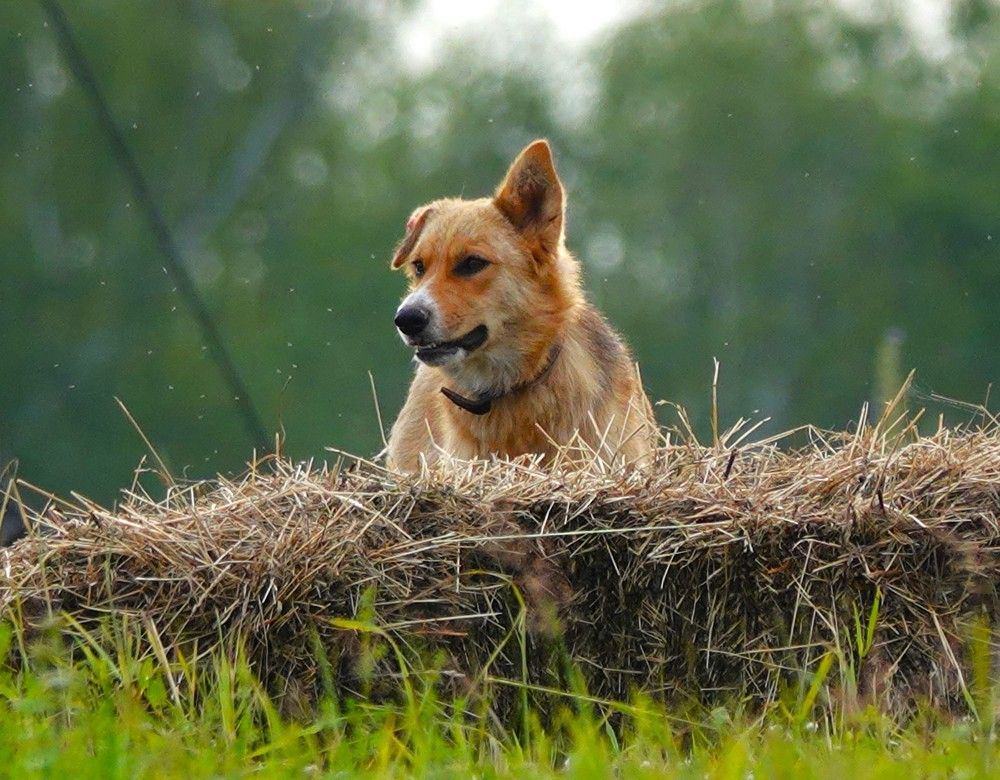 Photograph by Zakharov Matvey